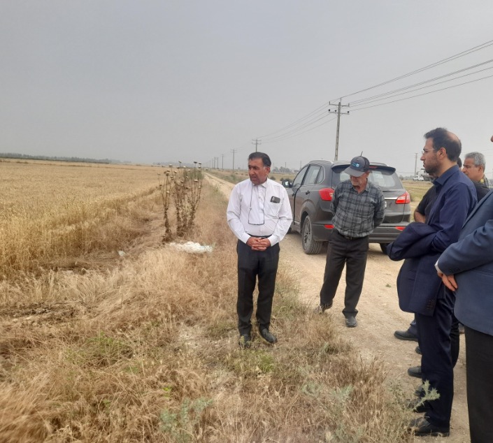گندم یونسار توسط شرکت نگین سبز برنا در استان مازندران