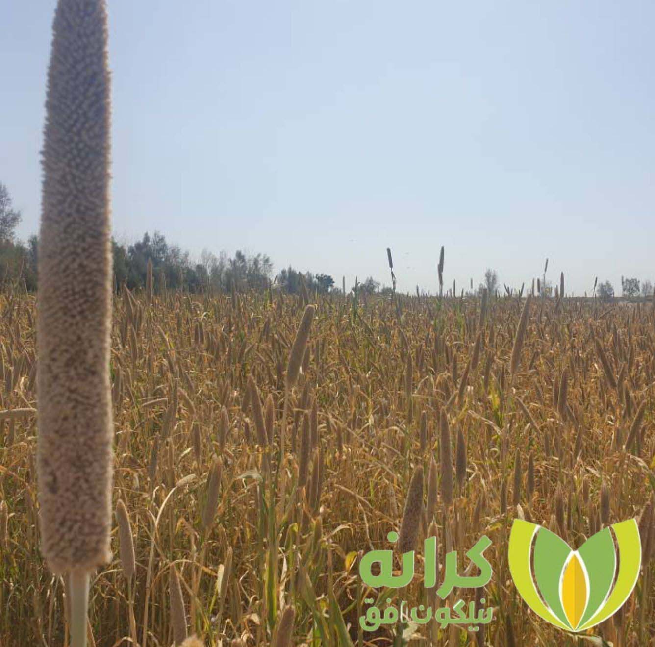 شرکت-کرانه-نیلگون-افق-گروه-اقتصاد-مردمی