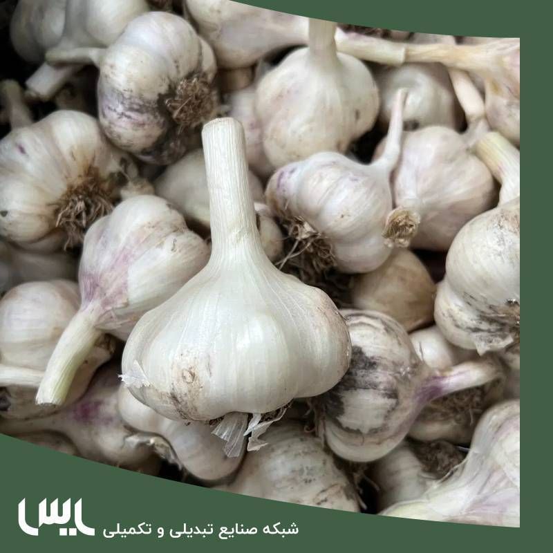 خرید سیر تازه توسط یاس به ارزش ۱۵ میلیارد تومان از کشاورزان